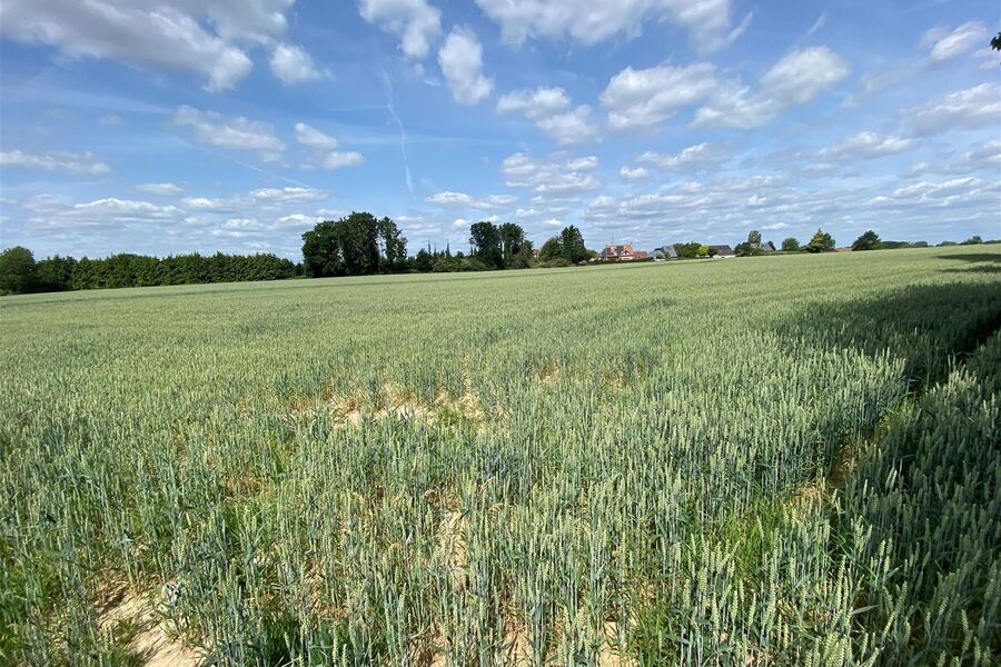 Bouwgrond te koop in WEMMEL